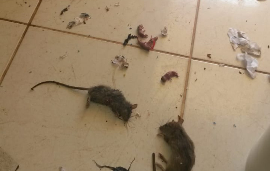 Roedores foram encontrados em fogão do Centro Estadual de Reabilitação