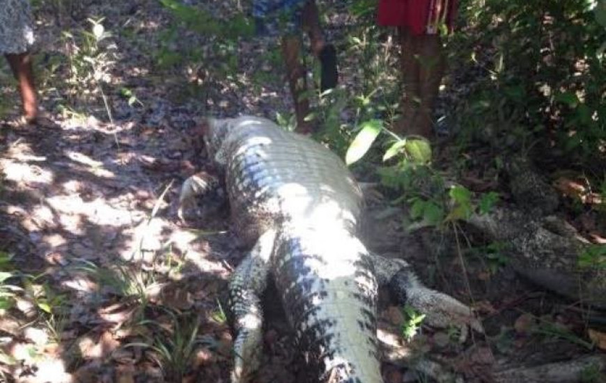 Jacaré foi encontrado na região de Araguacema