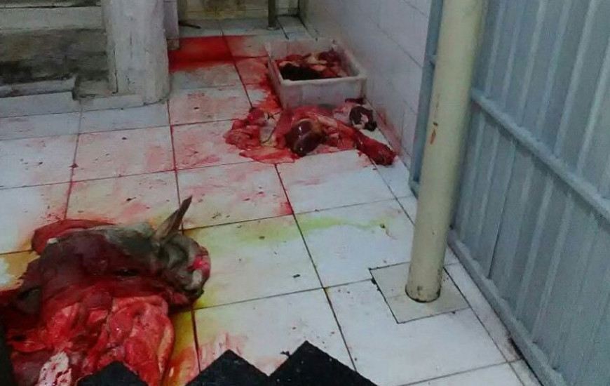 Foram encontradas carne e vísceras de animais no chão