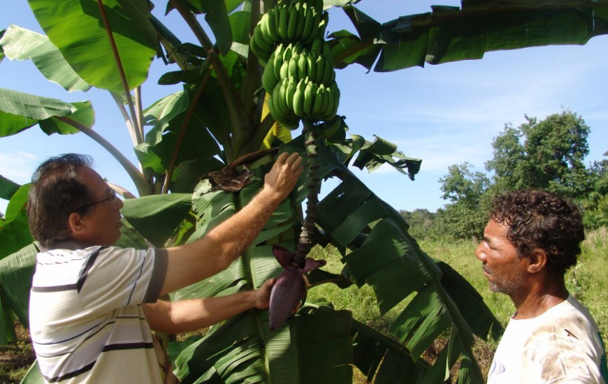 Colheita acontece nesta terça