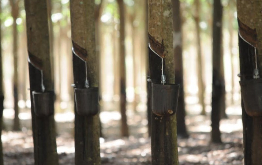 Curso é voltado a técnicos e produtores