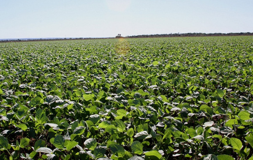  Quem não cadastrar a área cultivada pode sofrer sanções 