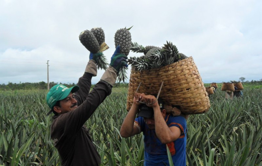 90 mil toneladas na safra 2012/2014