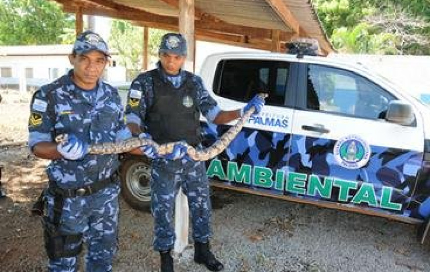 Jibóia de 2 metros é capturada