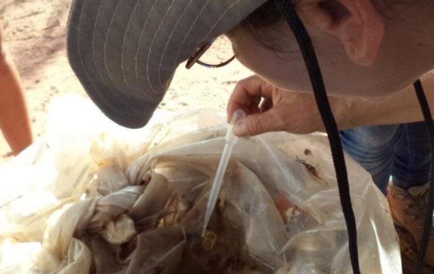 Saúde alerta para riscos de proliferação