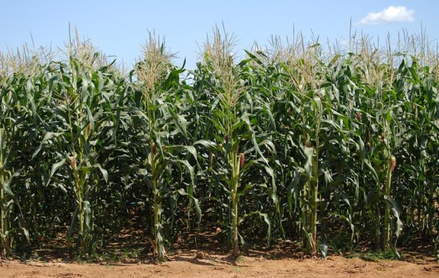 Produtividade terá aumento superior a 150%