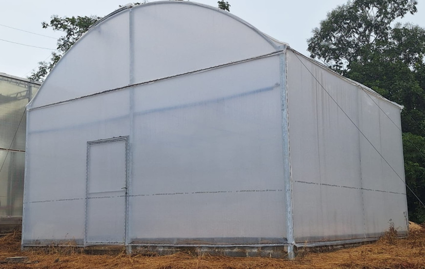 Câmara deve eliminar pragas e doenças da mandioca