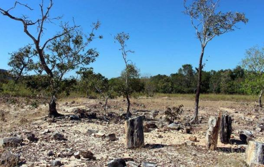 Árvores fossilizadas estavam sendo comercializadas