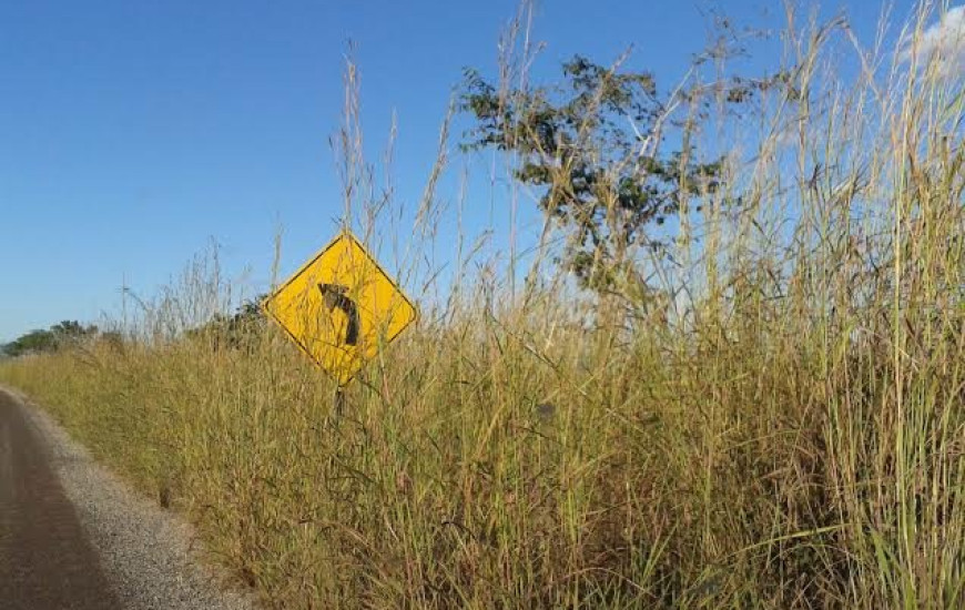 O mato alto esconde as poucas placas existentes
