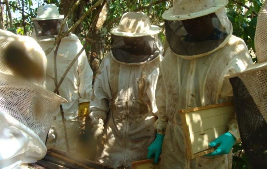 Apicultores investem em negócio após