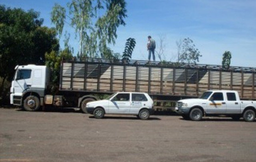 Gado era transportado sem documentação