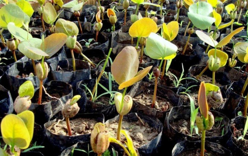 Plantação de Ipucas