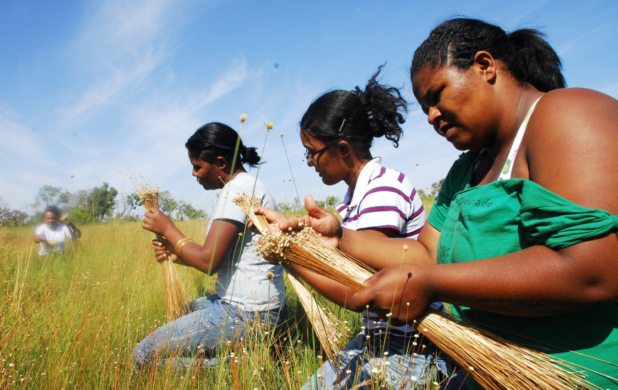 Capim dourado é colhido nas veredas do Jalapão 
