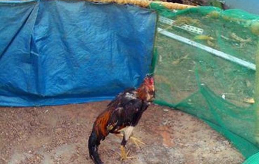 Galo usado nas rinhas