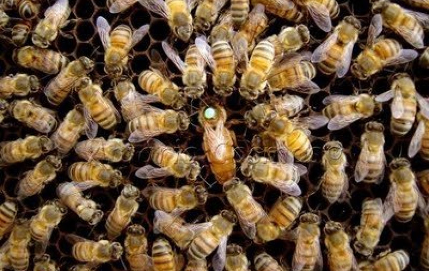 Idosa que também foi atacada está em observação