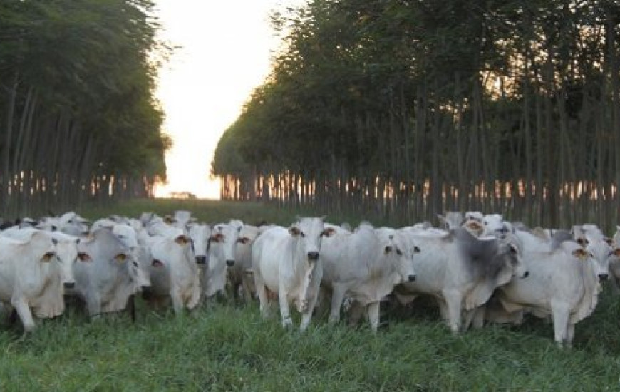Curso é na área de agronegócio