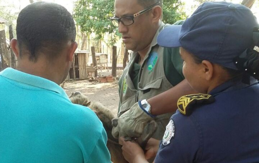 Macaco é resgatado após viver em cativeiro 