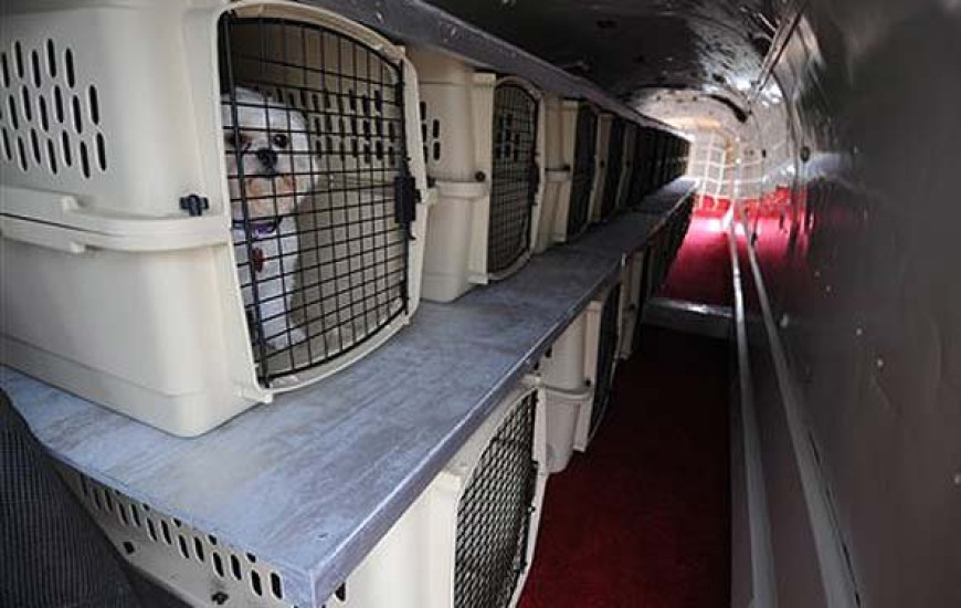 Documento é alternativa para CVI