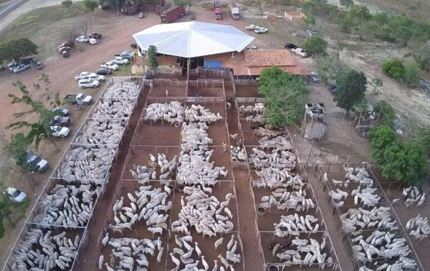 Expectativa é movimentar R$12 milhões com leilão