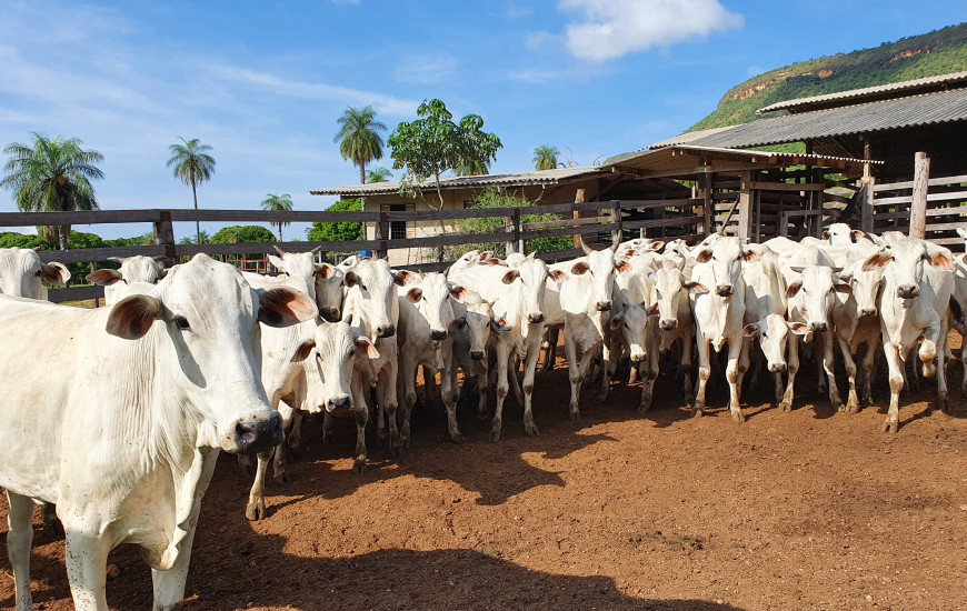 A declaração da vacinação do rebanho é obrigatória. Não deixe para última hora.