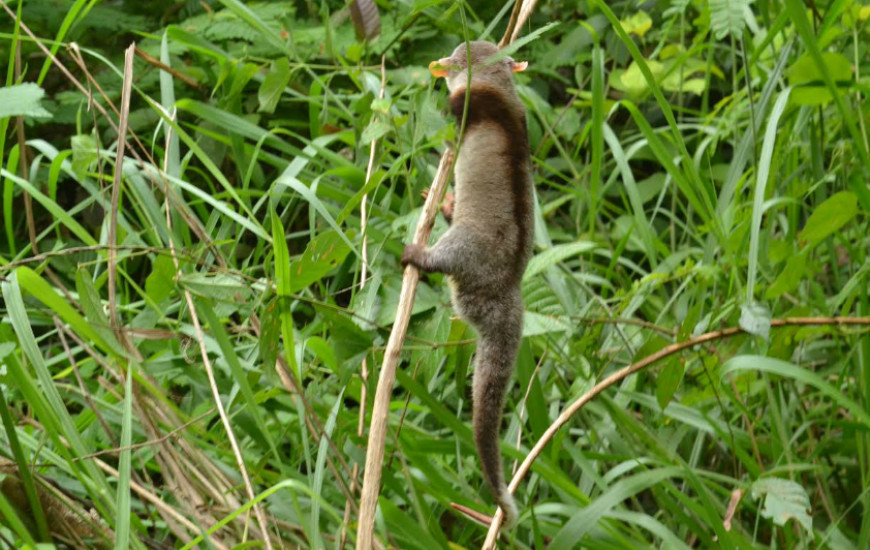 Cuíca-de colete (Caluromysiops irrupta): exemplo de vulnerabilidade.