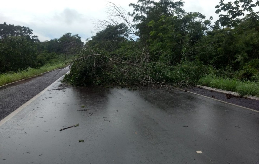 Árvores caem nas pistas das rodovias