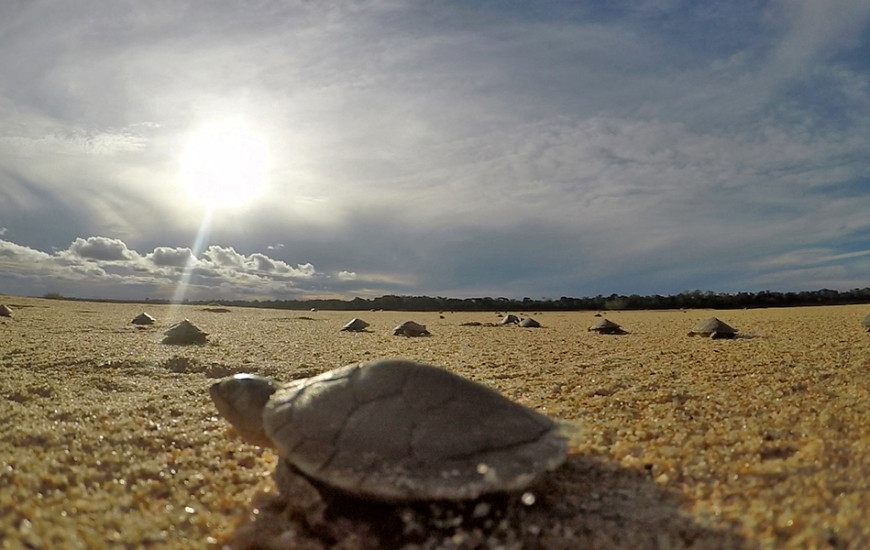 Intenção é aumentar o ciclo reprodutivo.