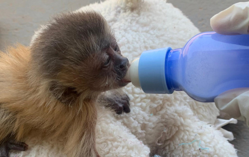 Animais receberam alimentação adequada a cada espécie