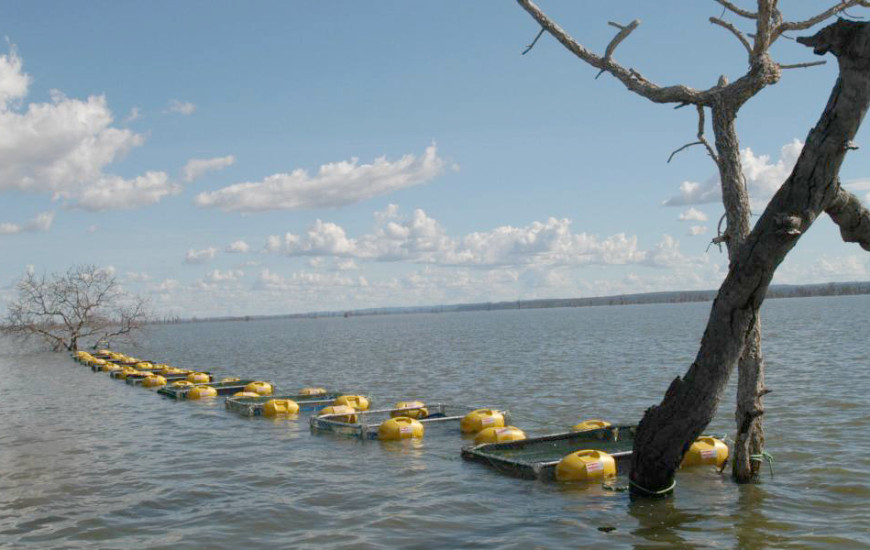 Para a Seagro, a tilapicultura vai avançar muito no Tocantins