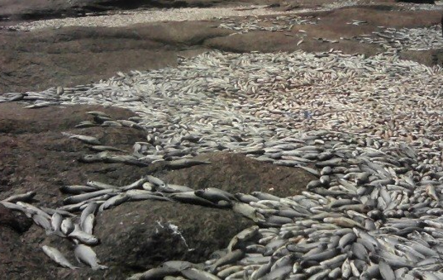 Peixes mortos foram encontrados