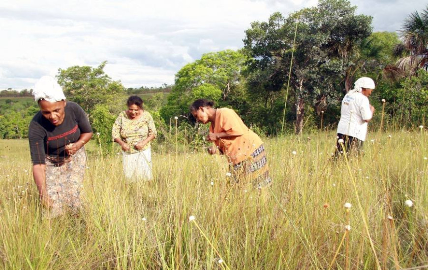 Colheita começa dia 20