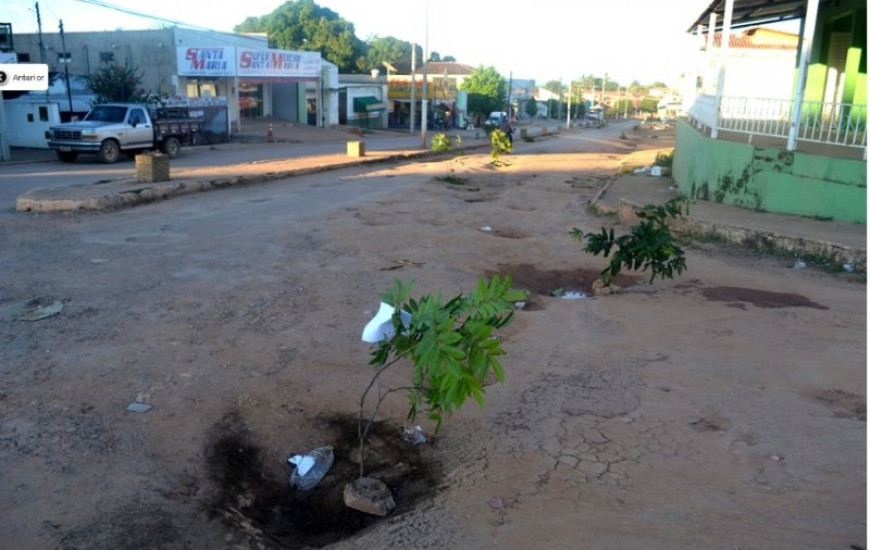 Árvores plantadas nos buracos