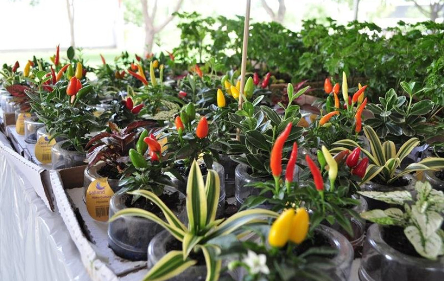 Feira tem diversas opções de plantas