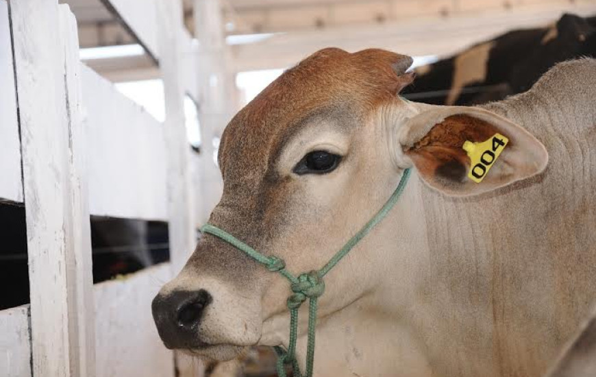 Rastreamento é feito através de chip