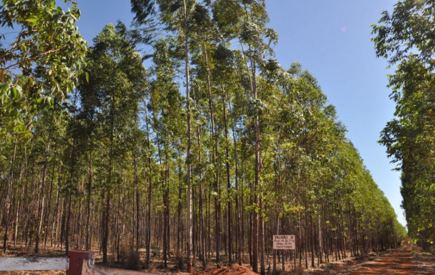 No TO espécie mais plantada é o eucalipto