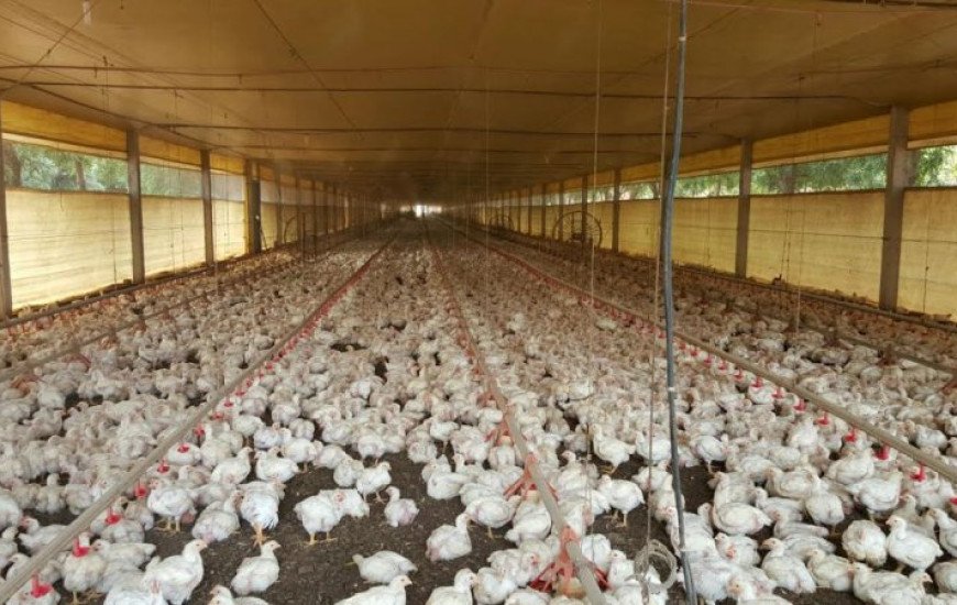 O evento é direcionado para o setor granjeiro