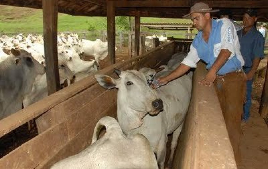 Vacinação contra febre aftosa