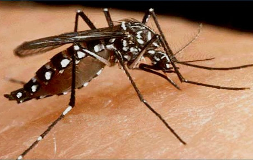 Mosquito da dengue