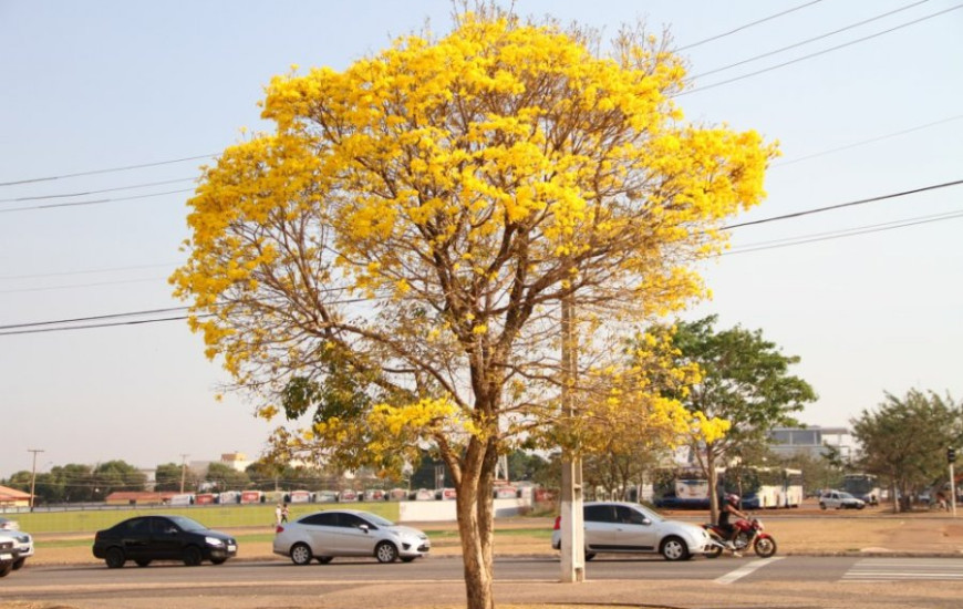 Ipês ja infeitam cidade
