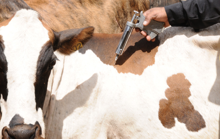 Tocantins está há 24 anos livre da febre aftosa com vacinação