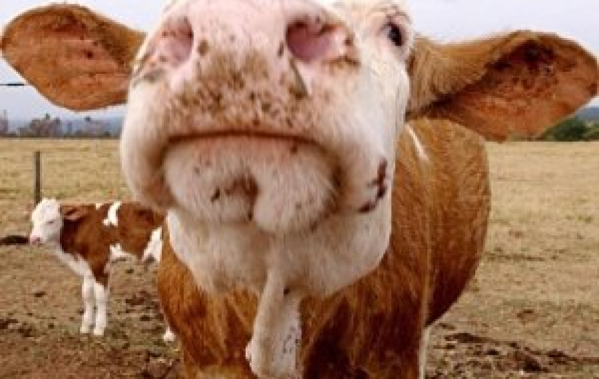 Apenas 6 frigroríficos brasileiros