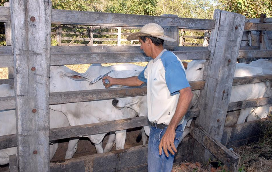 Adapec vai imunizar mais de 8,6 milhões de bovídeos