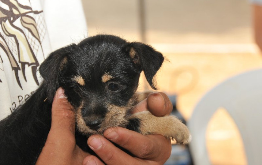 CCZ realiza encoleiramento de cães