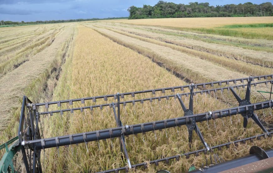 Produção do Tocantins em 2023 ficou atrás da do RS e SC