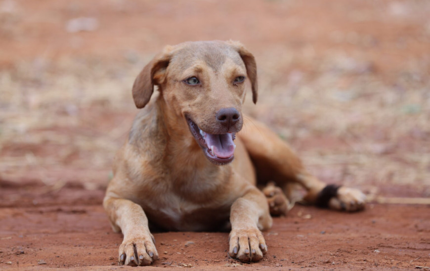 Mutirão será lançado neste domingo, 23; atendimentos a partir de 2ª no Taquari