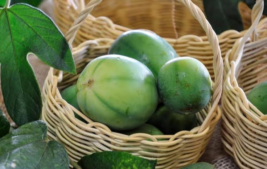 Variedade é mais resistente a doenças