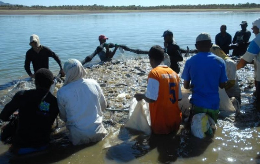 Produção de peixe aumentou 130% em quatro anos