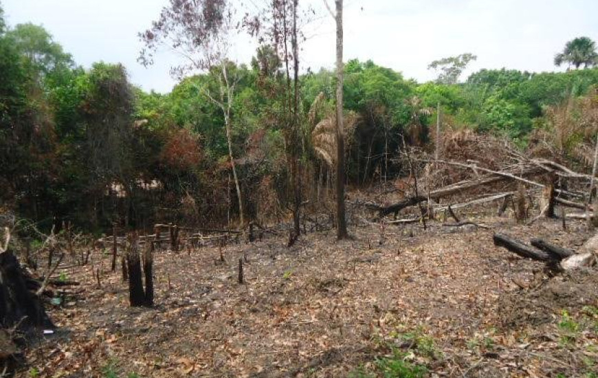 Fiscais encontram abertura de vegetação nativa
