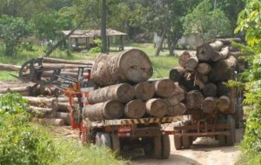 Operação quer combater desmatamento