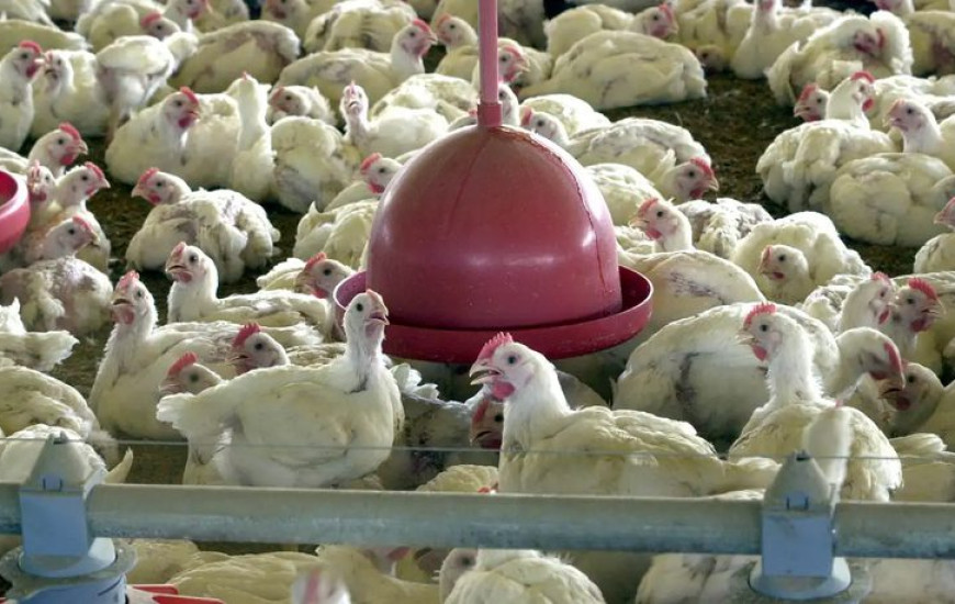 Mapa alerta que a doença não é transmitida pelo consumo de carne de aves e ovos